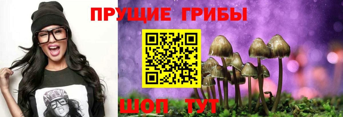 Псилоцибиновые грибы Psilocybine cubensis Сальск